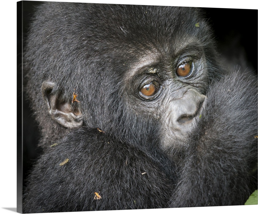 Africa, Uganda, Bwindi Impenetrable Forest and National Park.  Mountain, or eastern gorillas, Gorilla beringei.