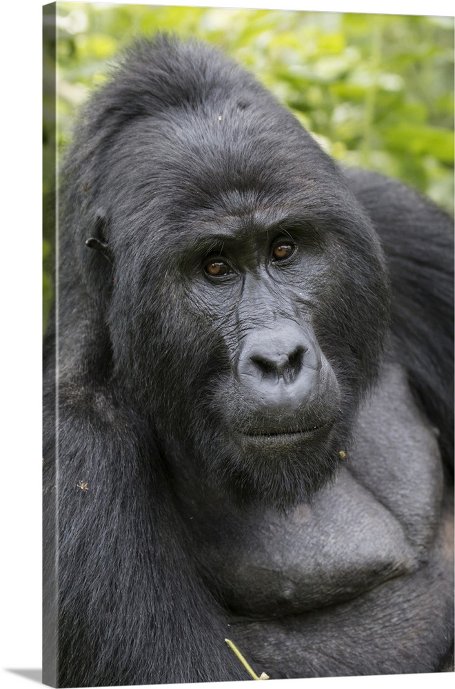 Africa, Uganda, Bwindi Impenetrable Forest and National Park.  Mountain, or eastern gorillas, Gorilla beringei.