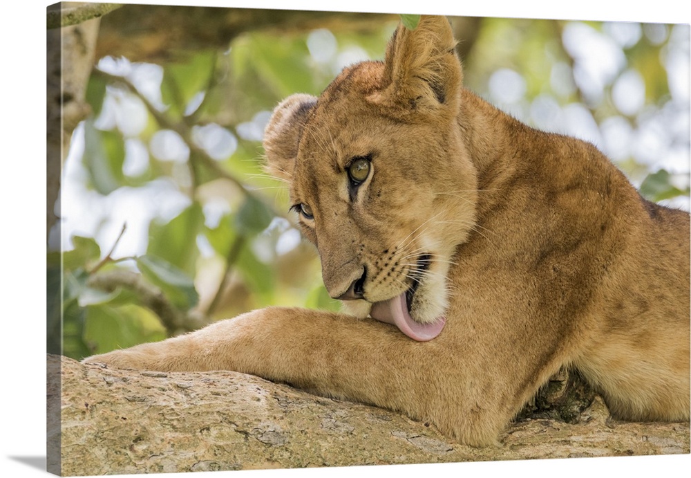 Africa, Uganda, Ishasha, Queen Elizabeth National Park. Lioness, (Panthera leo) in tree, resting on branch.