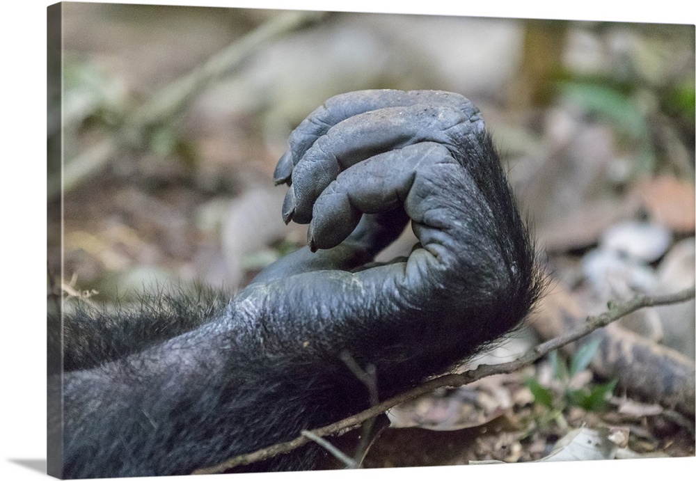 Africa, Uganda, Kibale Forest National Park. Chimpanzee (Pan troglodytes) in forest. Hands, fingers.