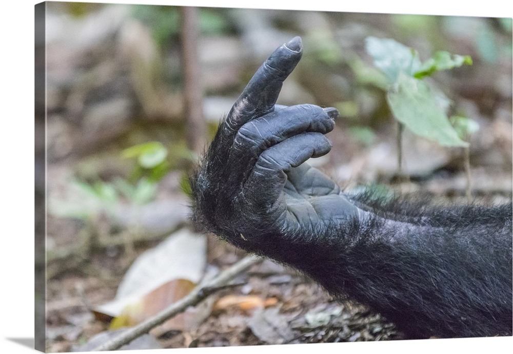 Africa, Uganda, Kibale Forest National Park.  Chimpanzee (Pan troglodytes) in forest. Hands, fingers.