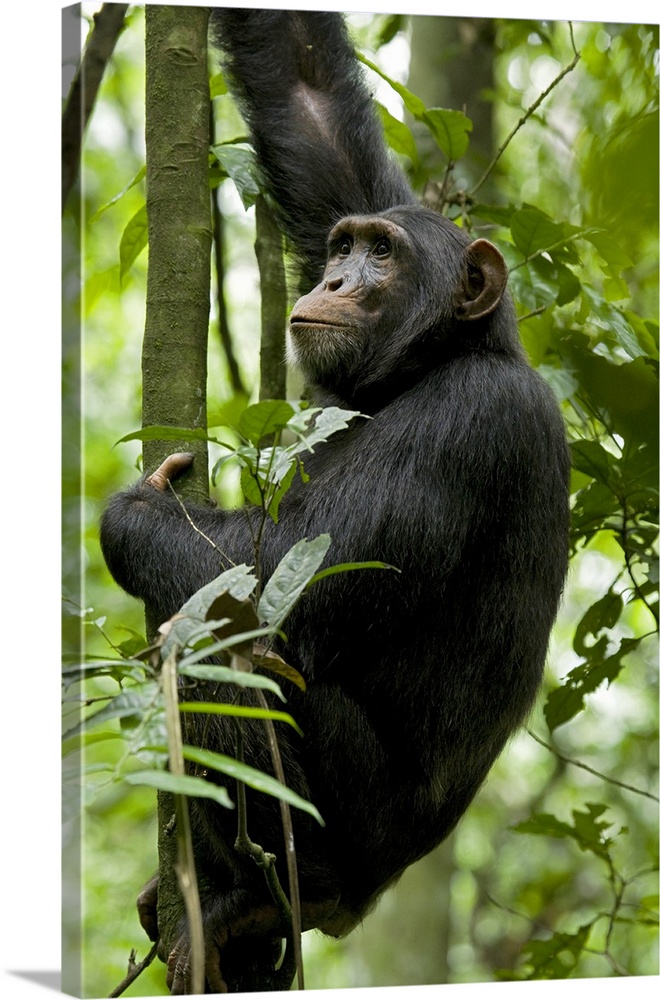 Africa, Uganda, Kibale National Park, Ngogo. A young adult male chimpanzee pauses during a climb to survey his surroundings.