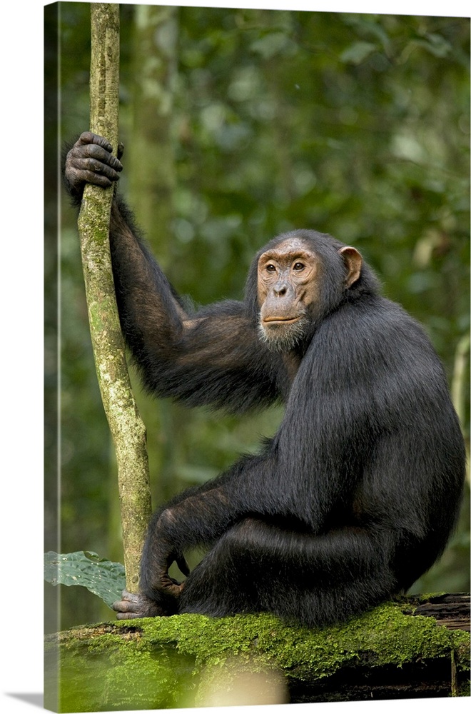 Africa, Uganda, Kibale National Park, Ngogo Chimpanzee Project. A young adult chimpanzee listens and anticipates the arriv...