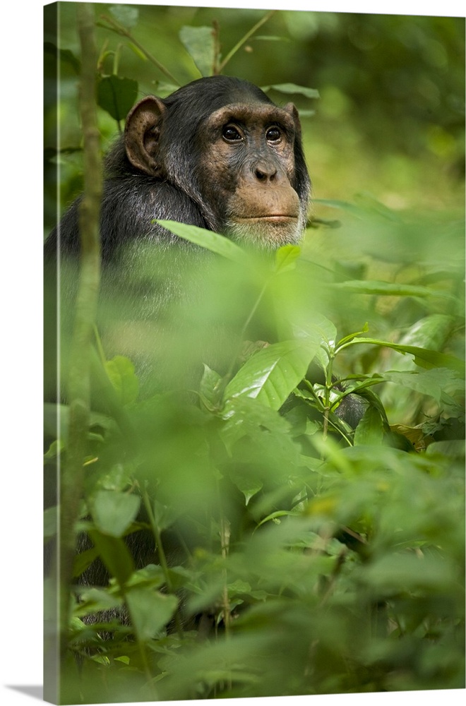 Africa, Uganda, Kibale National Park, Ngogo Chimpanzee Project.  A young adult male chimpanzee observes his surroundings f...