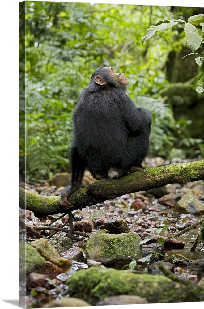 Africa, Uganda, Kibale National Park, Ngogo Chimpanzee Project.  A juvenile chimp sits on a branch over a stream, his back...