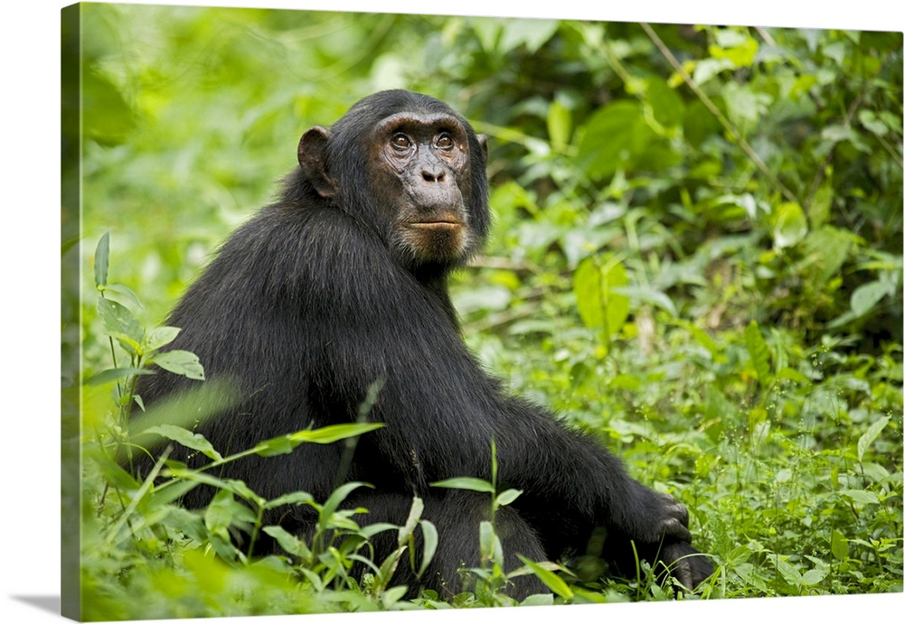 Africa, Uganda, Kibale National Park, Ngogo Chimpanzee Project.  A young adult chimpanzee relaxes on a path waiting for ot...