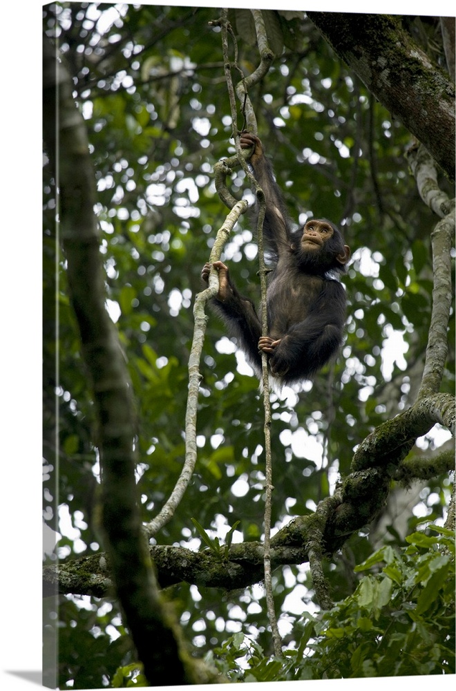 Africa, Uganda, Kibale National Park, Ngogo Chimpanzee Project. An infant chimpanzee climbs a vine.