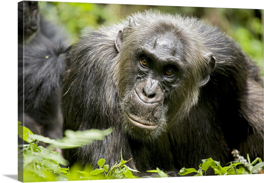 Africa, Uganda, Kibale National Park, Ngogo Chimpanzee Project.  A male chimpanzee relaxes as he is groomed.
