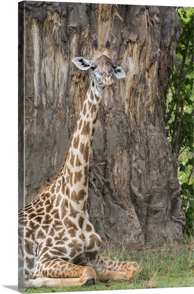 Africa, Zambia, South Luangwa National Park. Thornicroft's giraffe (Wild: Giraffa camelopardalis thornicrofti)