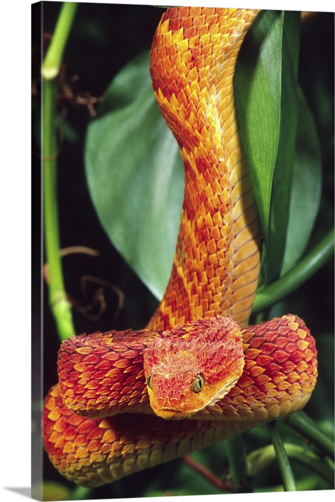 African Bush Viper Atheris Squamigera Coiled Around A Tree Branch Native To  Masai Mara Kenya Africa Controlled Situation High-Res Stock Photo - Getty  Images