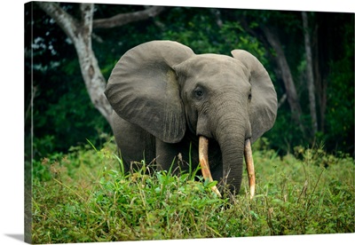 African forest elephant (Loxodonta cyclotis). Odzala-Kokoua National Park