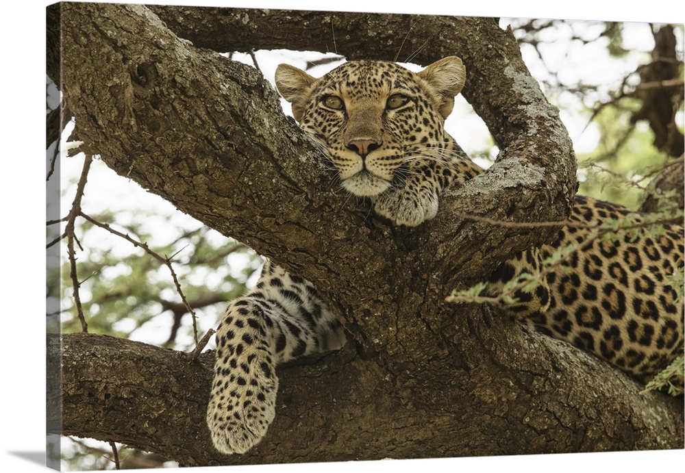 African leopard in tree, Panthera pardus Pardus, Serengeti national park, Tanzania, Africa.