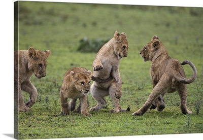 African lion cubs, Africa, Tanzania