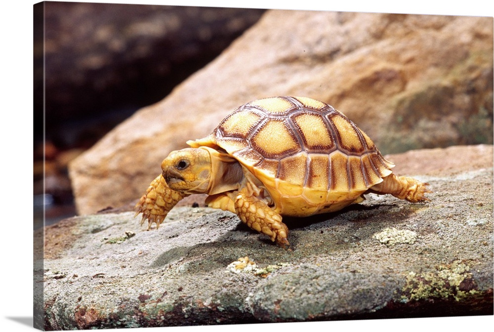 African Spur-thighed Tortoise.Geochelone sulcata.Native to Africa