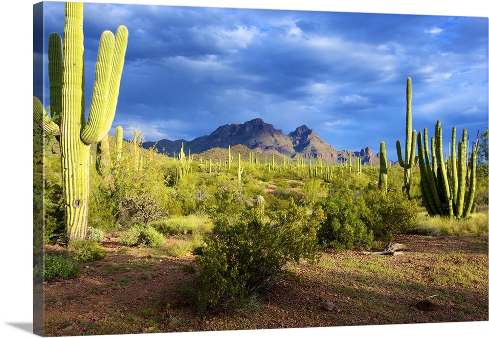 Organ Pipe Cactus National Monument: Ajo Mountain Drive winds through the desert forest of Saguaro and Organ Pipe cactus t...