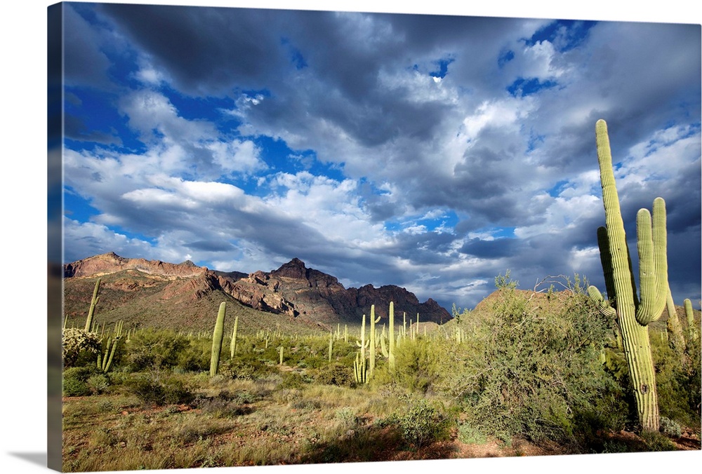 Organ Pipe Cactus National Monument: Ajo Mountain Drive winds through the desert forest of Saguaro and Organ Pipe cactus t...