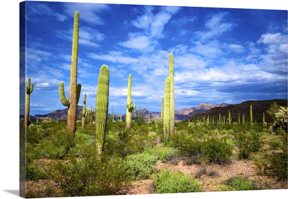Organ Pipe Cactus National Monument: Ajo Mountain Drive winds through the desert forest of Saguaro and Organ Pipe cactus t...