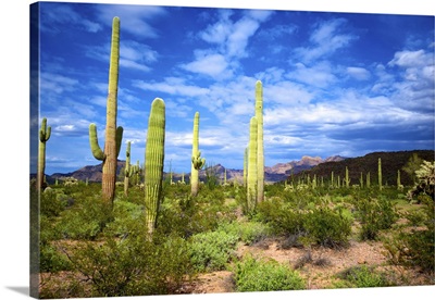 Ajo Mountain, Organ Pipe Cactus National Monument