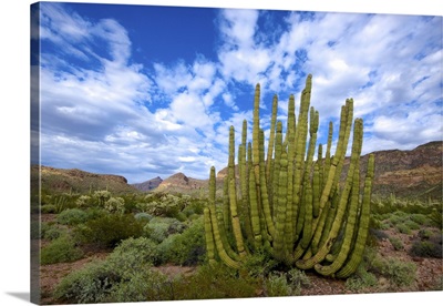 Ajo Mountain, Organ Pipe Cactus National Monument
