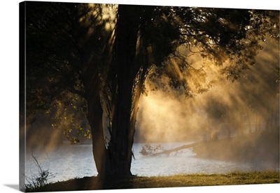 Alabama, Florence, Lake Wilson, morning fog