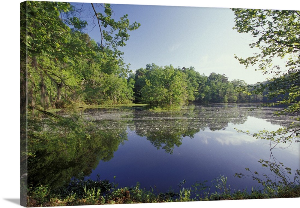 Alabama, Monroe County, Alabama river bayou.