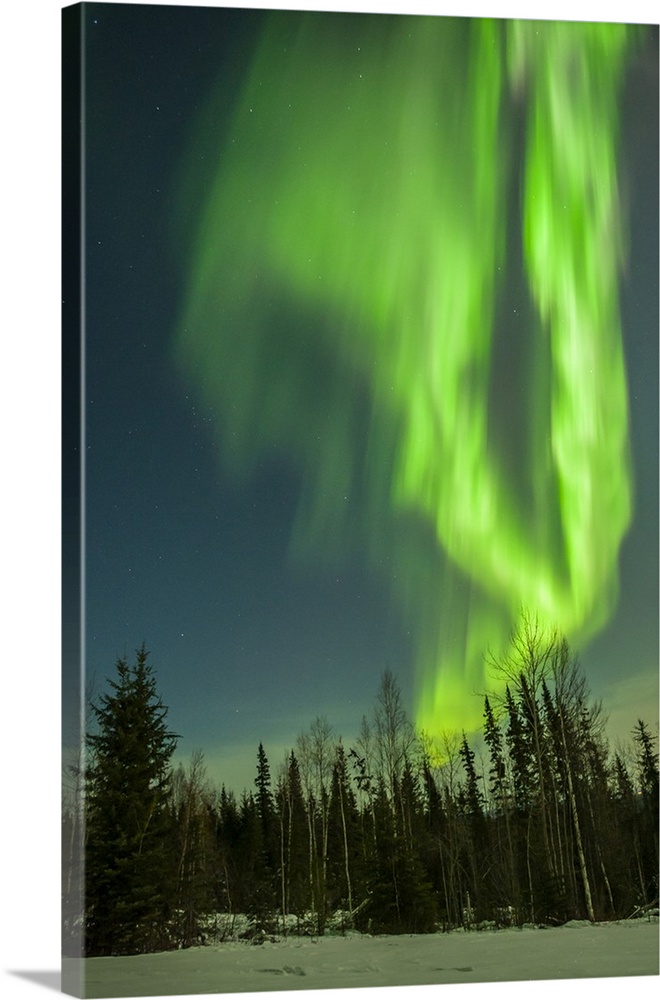 USA, Alaska. Aurora borealis over forest.