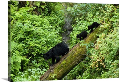 Alaska, Black Bear cubs follow mother on log