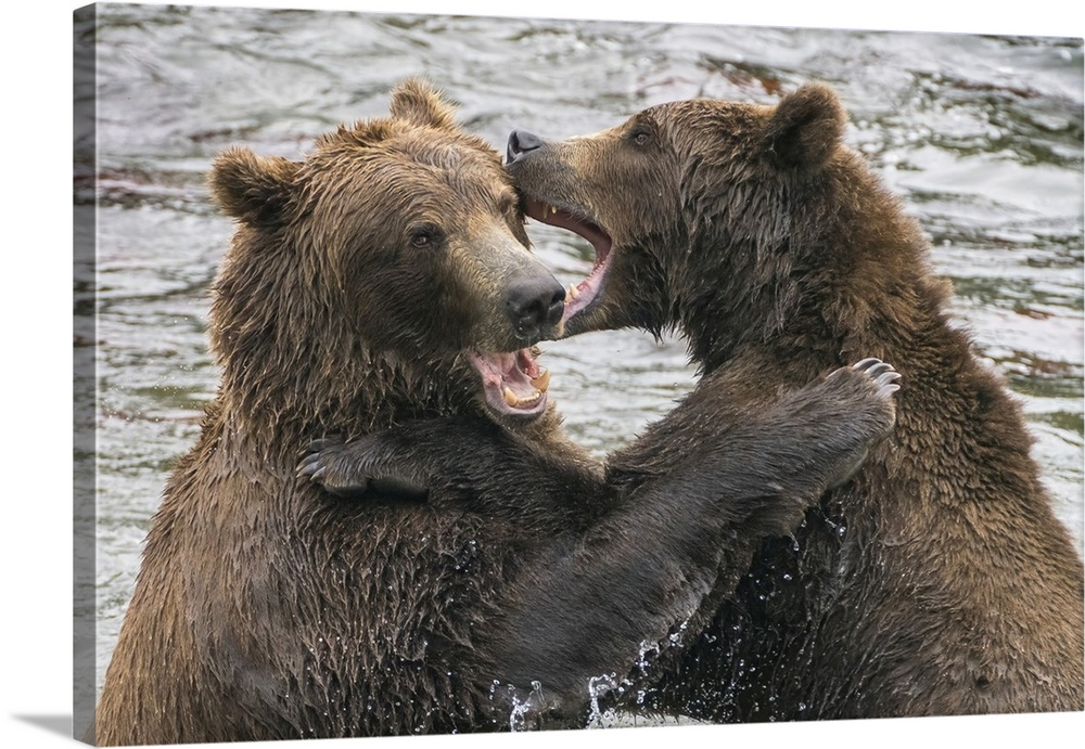 Alaska, Brooks Falls, Two Young Grizzly Bears Playing