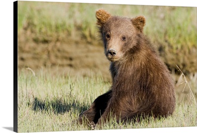 Alaska, Coastal Brown Bear Cub At Silver Salmon Creek, Lake Clark Np.
