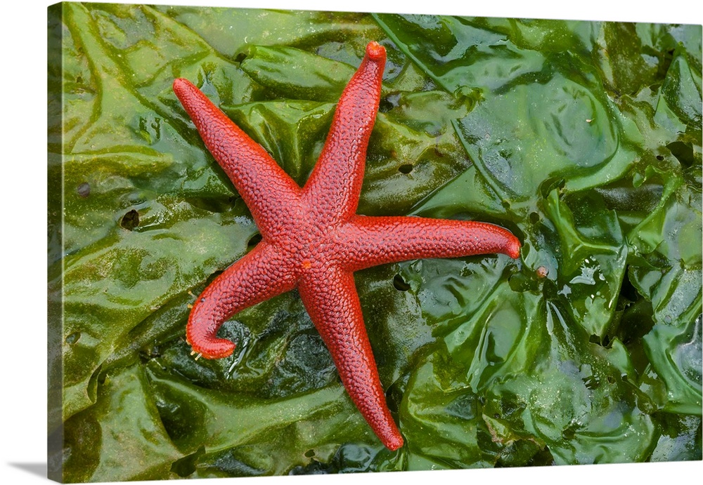 Alaska, Glacier Bay National Park, Granite Cove, Pacific Blood Star and kelp