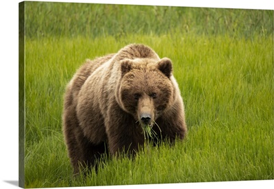 Alaska, Grizzly Bear Eating Grass