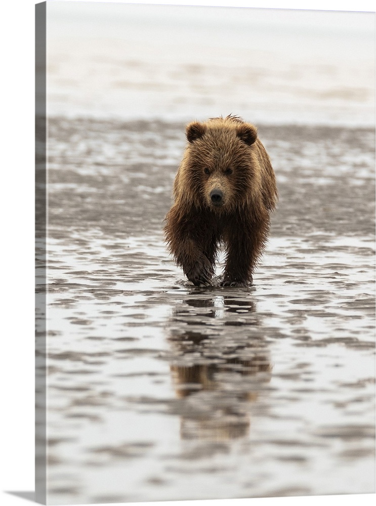 Alaska, USA. Grizzly bear walking through mud.