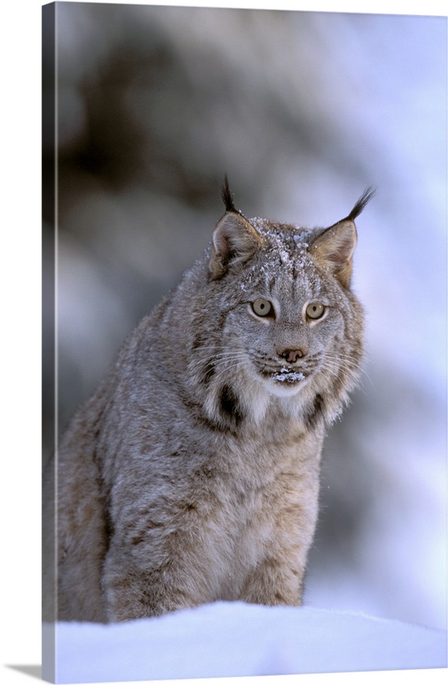 North America, USA, Alaska, Haines. Lynx (Felis lynx).