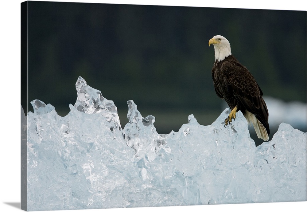 USA, Alaska, Holkham Bay, Bald Eagle (Haliaeetus leucocephalus) resting on iceberg from South Sawyer Glacier.