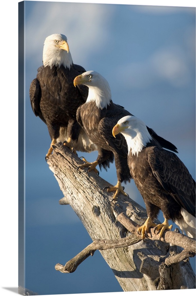 Alaska, Homer, Bald Eagles (Haliaeetus leucocephalus) roost on driftwood perch along Kachemak Bay on a winter morning.