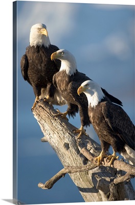 Alaska, Homer, Bald Eagles roost on driftwood perch along Kachemak Bay
