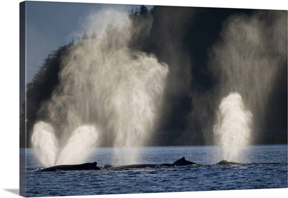 USA, Alaska, Humpback Whales (Megaptera novaengliae) sending up plumes of mist while group feeding in Chatham Strait on su...