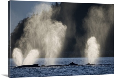 Alaska, Humpback Whales sending up plumes of mist while feeding in Chatham Strait