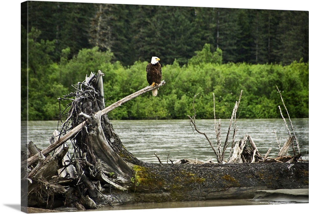 USA, Alaska, Inside Passage. Bald Eagle on dead branch next to Stikene River.