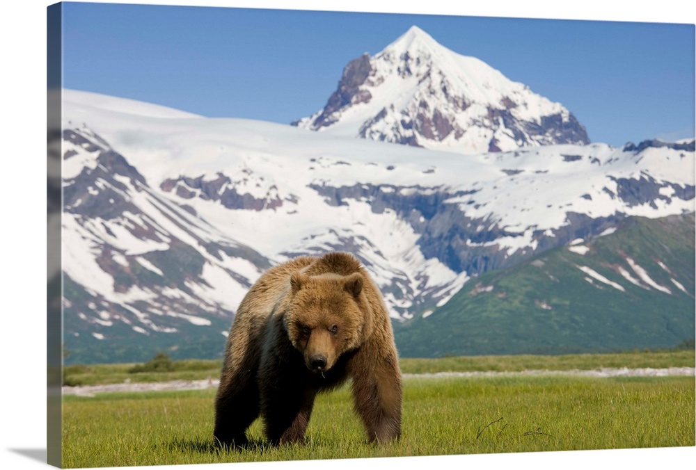 USA, Alaska, Katmai National Park, Brown Bear (Ursus arctos) feeding on sedge grass in meadow along Hallo Bay.