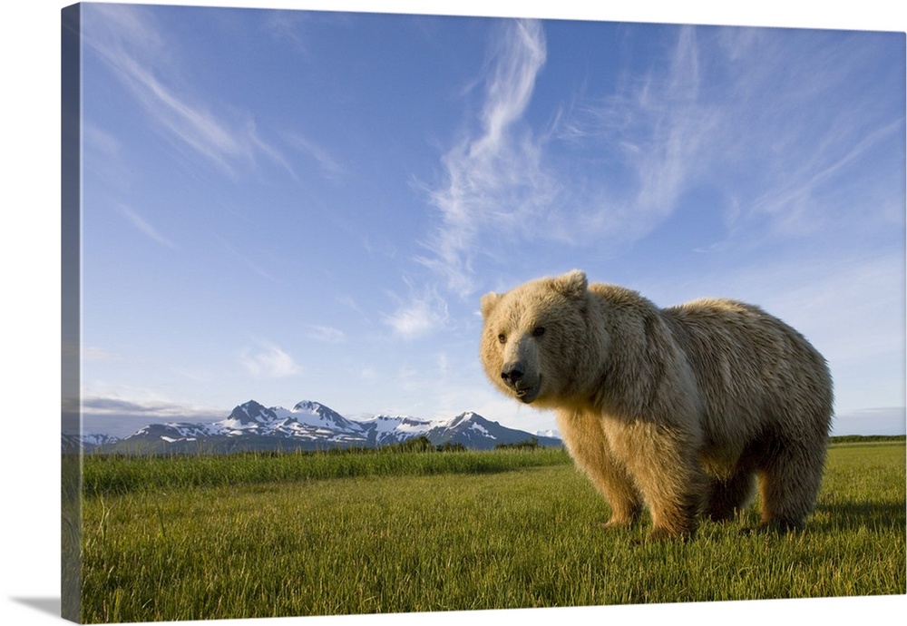 USA, Alaska, Katmai National Park, Brown Bear (Ursus arctos) standing in meadow along Hallo Bay at sunset.