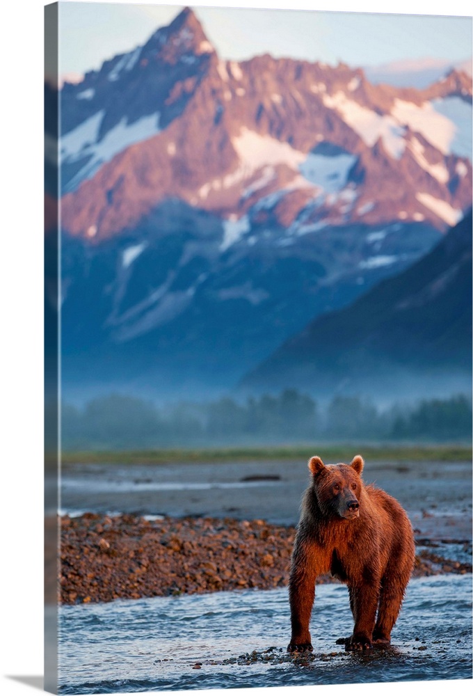 USA, Alaska, Katmai National Park, Grizzly Bear (Ursus arctos) standing in salmon spawning stream beneath coastal mountain...