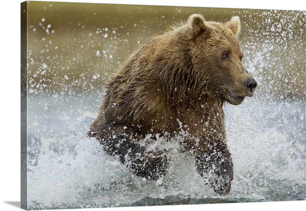 USA, Alaska, Katmai National Park, Grizzly Bear (Ursus arctos) runs while fishing for spawning salmon along Kukak Bay on l...