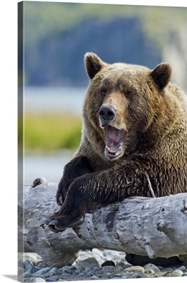 Alaska, Katmai National Park, Grizzly Bear yawns while resting on old tree trunk