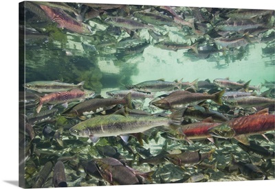 Alaska, Katmai National Park, spawning Chum and Red Salmon in stream near Kuliak Bay