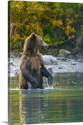 Alaska, Lake Clark, Grizzly Bear Stands Up In The Water