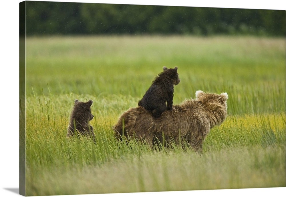 USA, Alaska, Lake Clark National Park. A mother grizzly and her cubs scout for pending danger in the meadow.