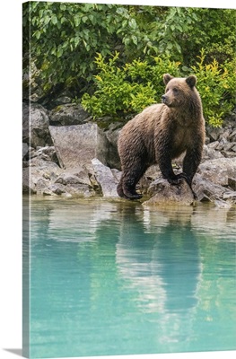 Alaska, Lake Clark, Young Grizzly Bear Walks Along The Shoreline