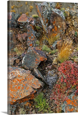 Alaska, Lichen covers rocks near Polychrome Pass in Denali National Park, Alaska