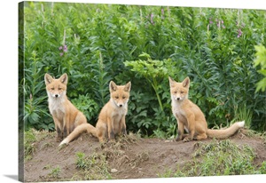 Alaska, McNeil River, Red Fox image thumbnail